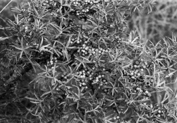 SW2 25