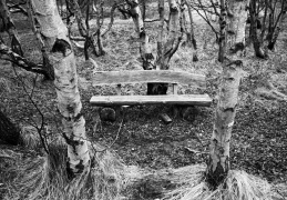 Inselwald - Dieses Album anzeigen Inselwald